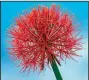  ?? TNS ?? The African blood lily forms 6-inch umbels or globes with dozens of red florets.