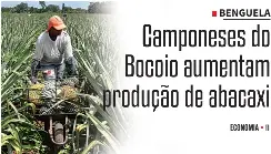 Camponeses do Bocoio aumentam produção de abacaxi - PressReader