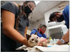  ?? (AP/Wilfredo Lee) ?? Personnel keep a cat calm during an office visit recently at a veterinary specialty hospital in Palm Beach Gardens, Fla. About 12.6 million U.S. households got new pets last year during the pandemic.