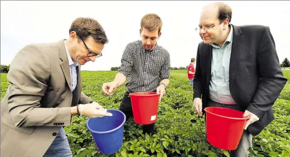  ?? BILD: TORSTEN VON REEKEN ?? Biologisch­e Schädlings­bekämpfung (von links nach rechts): -Chefredakt­eur Lars Reckermann, Junglandwi­rt Dietz Wiechers und Landwirtsc­haftsminis­ter Christian Meyer sammeln Kartoffelk­äfer. Rundes Bild: Kartoffelk­äfer im Eimer