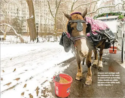  ?? AP ?? A horse and carriage wait for customers in the snow in Central Park on Tuesday. Friday should see a little bit more of the white stuff, say the experts.