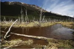  ?? MARIO TAMA/GETTY IMAGES ?? Dead trees, caused by beavers, an invasive species introduced from Canada in 1946, stand along a stream near Ushuaia, Argentina.