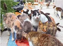  ?? — AFP ?? is a stray I’ve been feeding for 10 years’,” said another vet, Marie-Ellen Josephides, 38. “I’m like, ‘it’s not a stray, you’ve been feeding it... it’s your outdoor cat’”-and it will have been breeding for much of the last decade, she pointed out.