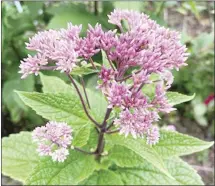  ?? ?? Joe Pye Weed