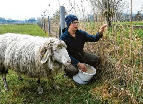  ?? Foto: Marcus Merk ?? Katharina Mayer vom Moirhof in Hirblingen fand einen abgetrennt­en Schafkopf neben ihrer Weide.