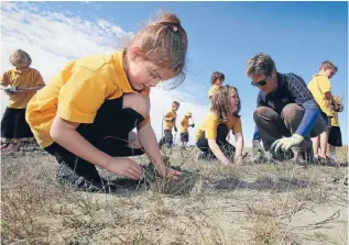  ?? Photo: JOHN BISSET/FAIRFAX NZ ?? Mackenzie Donaldson, 6, was one of 65 Waimataita­i School pupils who planted pingao grasses at Caroline Bay on Thursday.