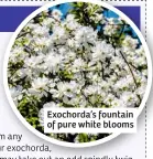  ??  ?? Exochorda’s fountain of pure white blooms