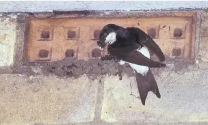  ??  ?? ●● A house martin builds a nest