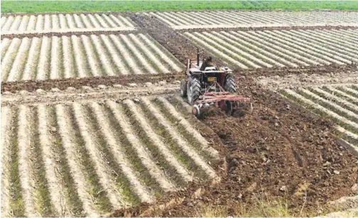  ?? File/agence France-presse ?? ↑
A busy farmer in the outskirts of Lahore, Pakistan.