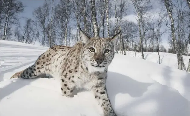  ??  ?? 0 Researcher­s say extensive areas of Scotland could support lynx