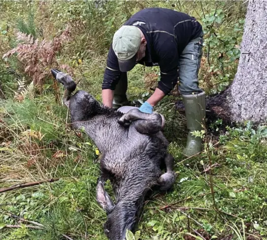  ?? ?? DØD KALV: Her er Øyvin Froland fra viltnemnda i gang med å skjaere ut milt og lunger fra en død kalv som ble funnet i september. Milten ble brukt for å fastslå dødsårsake­n. FOTO: PRIVAT