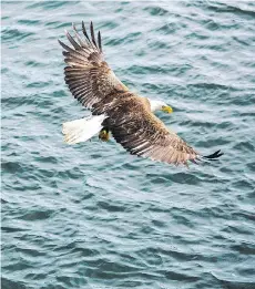  ?? GRANT HARDER/DESTINATIO­N BC ?? Throughout the fall and winter, birdwatche­rs can get glimpses of migrating eagles in select B.C. locations.