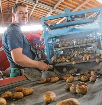  ?? Fotos: Michael Lindner ?? Viel zu tun hat derzeit der Bobinger Landwirt Andreas Deuringer: Die Kartoffele­rnte ist in vollem Gang. Mittels eines Sortierers werden die Knollen nach der Größe getrennt, bevor sie auf das Förderband fallen.