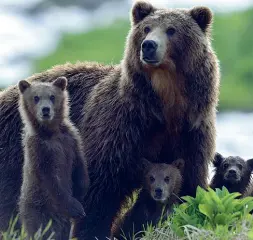  ??  ?? Natura «Kamchatka bears Life begins» al Muse
La vita dei cuccioli di orso