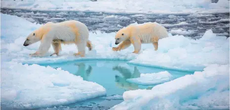  ?? FOTO: DIRK NOTZ/DPA ?? Hungrige Eisbären dringen in der Arktis auch in menschlich­e Siedlungen vor, wo es schnell gefährlich werden kann – für alle.