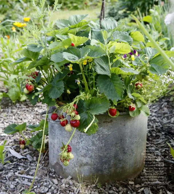  ??  ?? STRAWBERRI­ES GROWN IN POTS ARE AT A DISTINCT ADVANTAGE BECAUSE THE FRUITS HANG FREE OF THE GROUND AND ARE THEREFORE LESS LIKELY TO ROT OR BE FORAGED BY CREATURES OTHER THAN YOU! BUY SMALL STRAWBERRY PLANTS IN SPRING, PLACE YOUR CONTAINER SOMEWHERE SUNNY AND KEEP YOUR PLANTS WELL WATERED