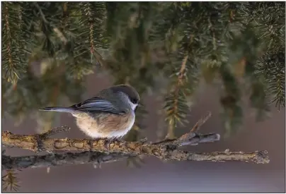  ?? Photo by Kate Persons ?? AT HOME IN THE SPRUCE— A boreal chickadee looking at home in one of the few spruce trees at Banner Creek. Unlike their boldly-marked black-capped cousins, boreal chickadees have dusky coloration with a brown cap which helps them blend into the dark boreal forests where they live.