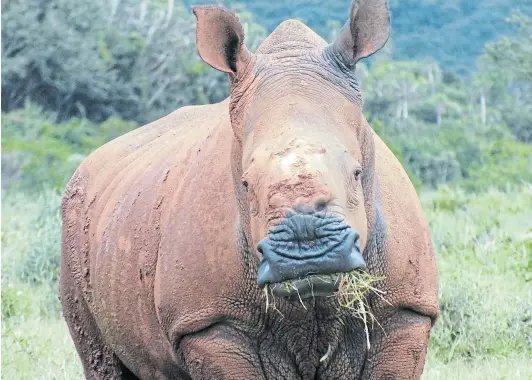 ?? Picture: ROGER PAUL MILLS ?? CLOSE CALL: Thandi, the miracle rhino, barely alive after being brutally dehorned by poachers with machetes. She was saved by a veterinari­an team led by William Foulds, and was the first rhino ever to survive a machete attack where poachers hack the horn off at the roots.