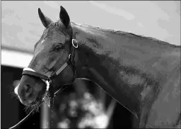  ?? BARBARA D. LIVINGSTON ?? Gun Runner breezed five furlongs Monday as he readies for his role as favorite in the Grade 1 Stephen Foster Handicap.