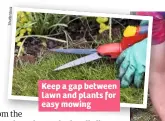  ??  ?? Keep a gap between lawn and plants for easy mowing