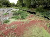  ??  ?? Canterbury’s Selwyn River full of weed and at a low water flow.