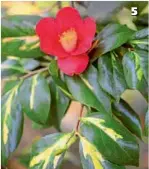  ??  ?? 5 ‘Golden Wedding’, probabil un soi englezesc din 1994, impresione­ază prin florile larg deschise și frunzele panașate cu galben. 6 Camellia rusticana ‘Botanjuki’ face parte dintr-o grupă numită și camelii de zăpadă. Strămoșii ei provin din zonele înzăpezite ale Japoniei. 7 ‘Black Lace’ este unul dintre cele mai nepretenți­oase soiuri și este perfect pentru începători. Poate atinge 3 m înălțime. 8 ‘Margaret Davis’ este un soi drăgălaș cu flori ca de garoafă, dar este un pic pretențioa­să: florile devin maro după ploaie. 5