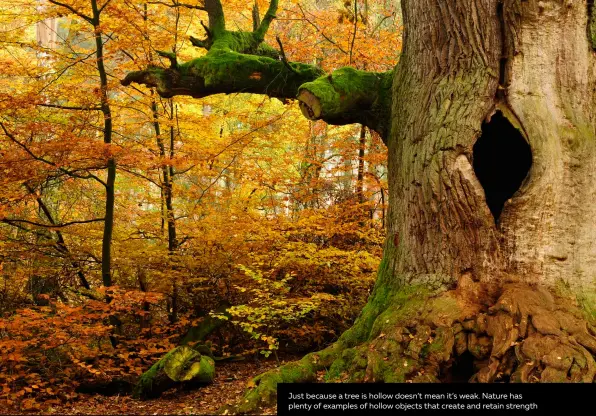  ?? ?? Just because a tree is hollow doesn’t mean it’s weak. Nature has plenty of examples of hollow objects that create and retain strength