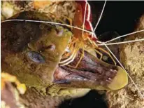  ?? Frank Gradyan via New York Times ?? Cleaner shrimp pick parasites and dead skin off the fish, eels and turtles.