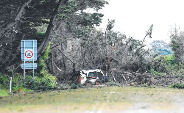  ?? ?? Barwon Heads Rd is closed following the storm in late October that tore through old cyprus trees. Picture: Alison Wynd