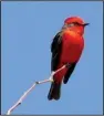  ?? Special to the Democrat-Gazette/ ROBERT HAWKINS ?? Vermilion flycatcher