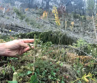  ??  ?? Appena spuntati Uno dei giovani esemplari di abete rosso spuntati nei boschi bellunesi distrutti da Vaia