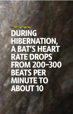  ??  ?? Biologist setting up mist net to capture bats; anti-fungal shoe washing to prevent the spread of the disease; a little brown bat shows the effects of white-nose syndrome