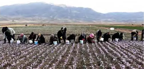  ??  ?? Iranian women pick up saffron flowers at a field in Khorasan province of northeaste­rn Iran. — AFP photos