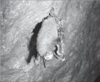  ?? MARVIN MORIARTY/U.S. Fish and Wildlife Service ?? A hibernatin­g Little Brown Bat showing visible signs of White Nose Syndrome.