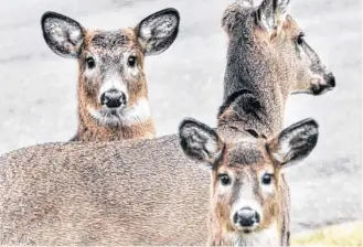  ?? ZELAINA STRUG-ZELMER PHOTO ?? A trio of deer in the Town of Yarmouth.