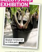  ??  ?? Shallot 'Aristocrat' in 3 litre pots