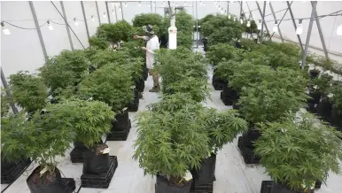  ??  ?? CANNABIS PLANTS are tended by a medical-marijuana plantation worker in northern Israel last March.