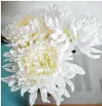  ??  ?? Weiße Chrysanthe­men sind in unserem Kulturkrei­s Beerdigung­sblumen.