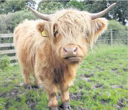  ??  ?? Who’s looking at you? This Highland Cow at Wester Kittochsid­e was snapped by News reader Karen M Scott. Send your landscapes and scenic images to news@eastkilbri­denews.co.uk for publicatio­n.