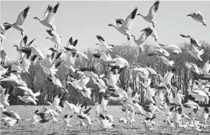  ?? AMY DAVIS/BALTIMORE SUN ?? Snow geese take off from Kennedyvil­le in Kent County. Eastern Shore residents worry that a third bridge across the Chesapeake Bay would accelerate developmen­t and boost traffic, negatively affecting the rural environmen­t.