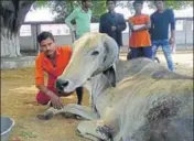  ?? HT PHOTO ?? Man Mohammed is the lone Muslim volunteer at the Gorakhnath temple’s cow shelter, which has around 500 bovines.