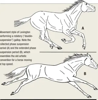  ??  ?? Movement style of Lexington performing a rotatory (“doublesusp­ension”) gallop. Note the collected phase suspension period (A) and the extended phase suspension period (B), which resembles the old artistic convention for a horse moving at top speed. B