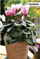  ?? ?? Cyclamen