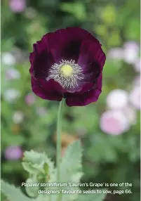  ??  ?? Papaver somniferum ‘Lauren’s Grape’ is one of the designers’ favourite seeds to sow, page 66.