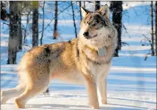  ?? FOTO: PETRI TIMONEN/LUKE ?? DRYG HANDFULL. I Västnyland finns uppskattni­ngsvis sex vargar fördelade på två flockar.