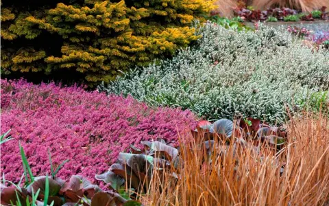  ??  ?? Pink and white heathers grown alongside golden conifers, large, rounded leaves of bergenia and tall, graceful grasses, provide an unexpected intensity of colour in a winter garden.