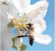  ?? FOTO: DPA ?? Bienen und andere Arten sollen durch das Biodiversi­täts-Gesetz besser geschützt werden.