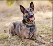  ??  ?? Retired Marysville Police Department dog Alaska.