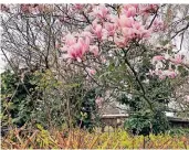  ??  ?? In diesen Tagen haben die Magnolien Saison. Ihre Blüten leuchten in allen Rosa-schattieru­ngen vor der Gustorfer Kraftwerks-kulisse.