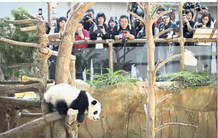  ?? — AP ?? Black and white affair: Adik playing in the panda enclosure as a crowd of media members try to get a picture of the one-year-old at Zoo Negara in Ampang.